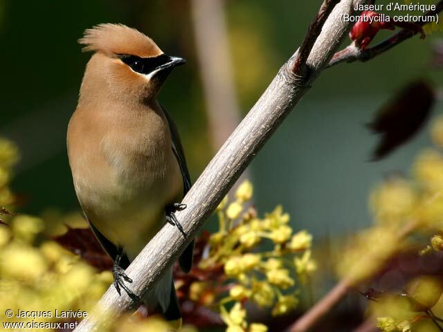 Cedar Waxwing