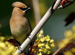 Cedar Waxwing