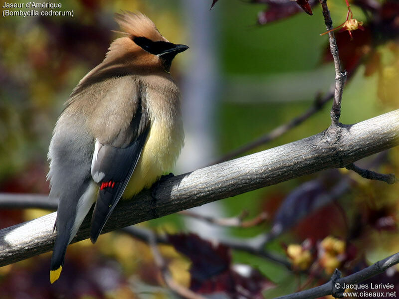 Cedar Waxwing