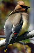 Cedar Waxwing