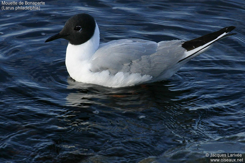 Bonaparte's Gull