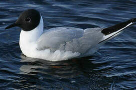 Bonaparte's Gull