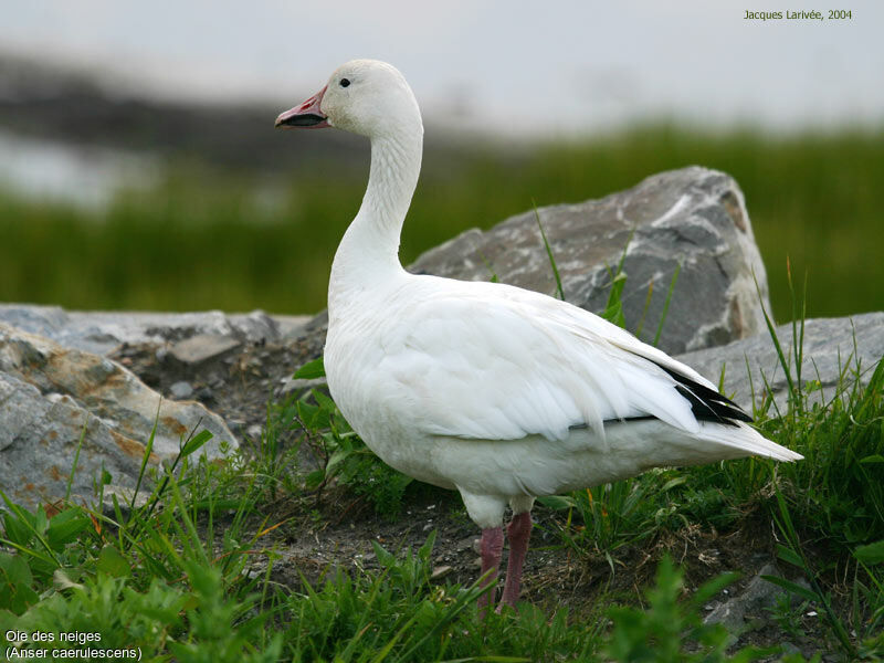 Snow Goose