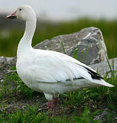 Snow Goose