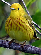 Mangrove Warbler