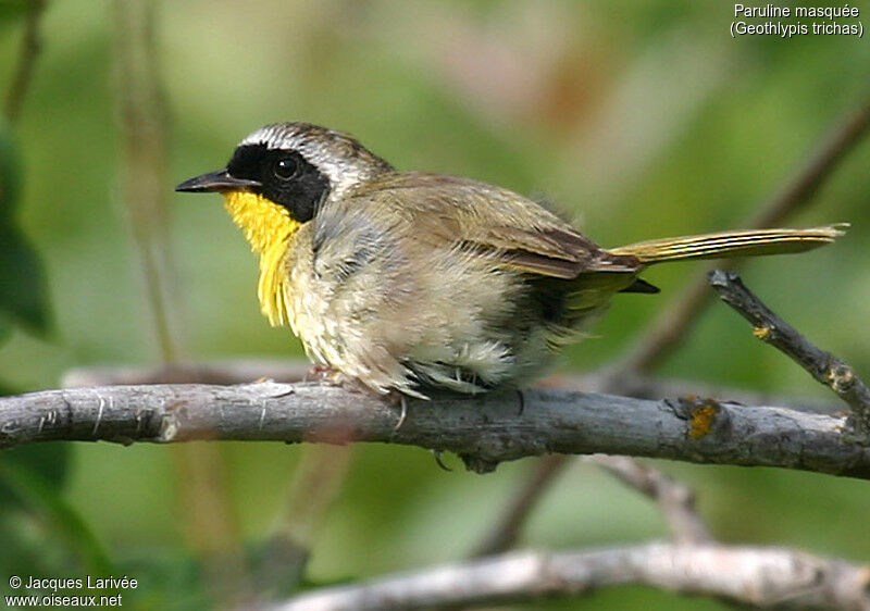 Common Yellowthroat