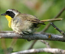 Common Yellowthroat