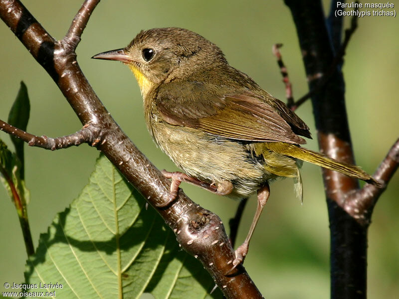 Common Yellowthroat