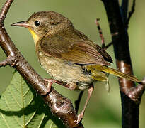 Common Yellowthroat