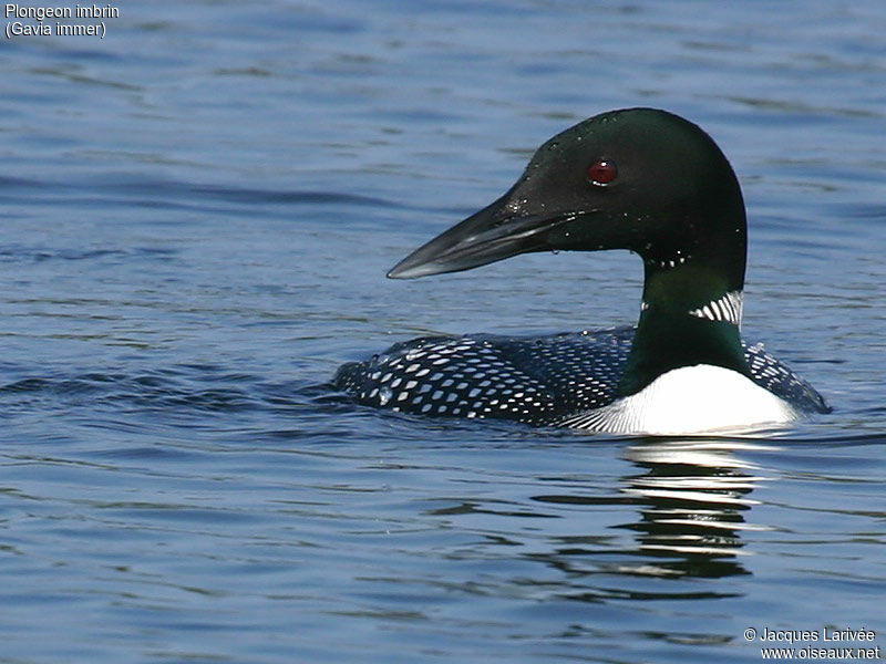 Common Loon