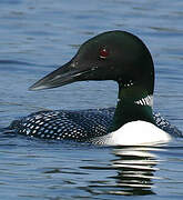 Common Loon