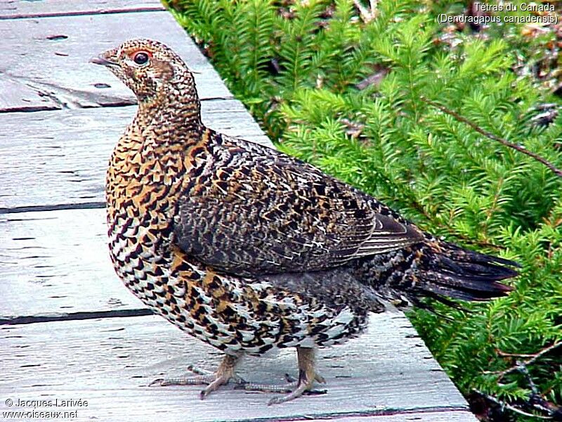 Spruce Grouse