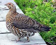 Spruce Grouse