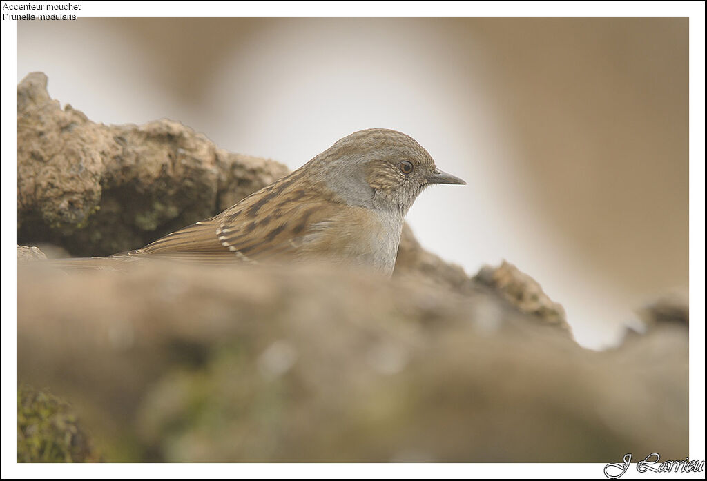 Dunnock