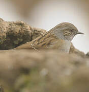 Dunnock