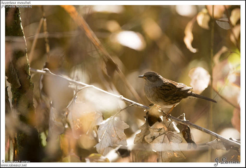 Dunnock