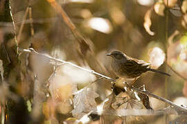 Dunnock