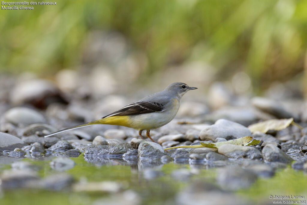 Grey Wagtail