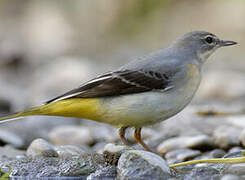 Grey Wagtail