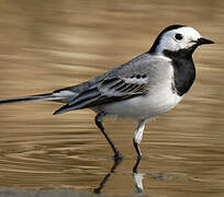 White Wagtail