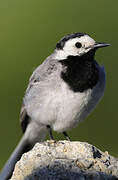 White Wagtail