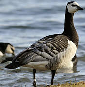 Barnacle Goose