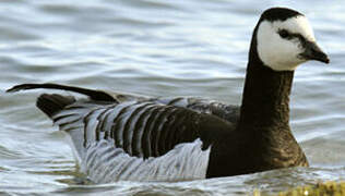 Barnacle Goose