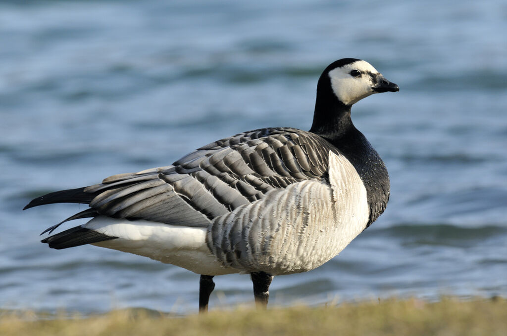 Barnacle Goose