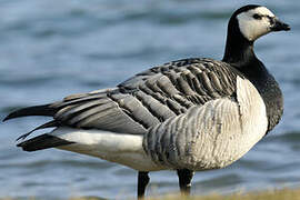 Barnacle Goose