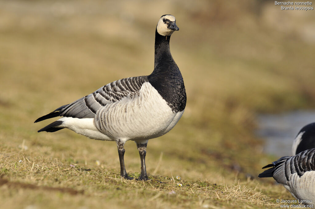 Barnacle Goose