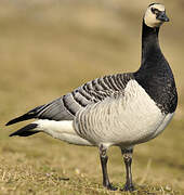 Barnacle Goose