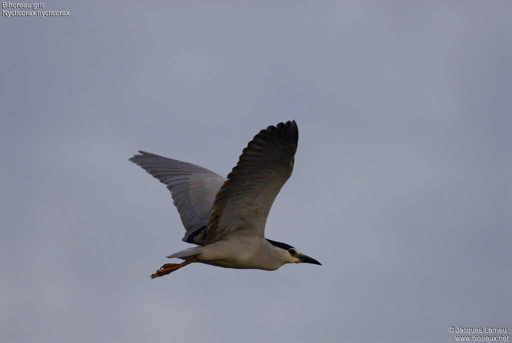 Black-crowned Night Heron