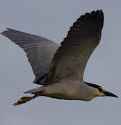 Black-crowned Night Heron