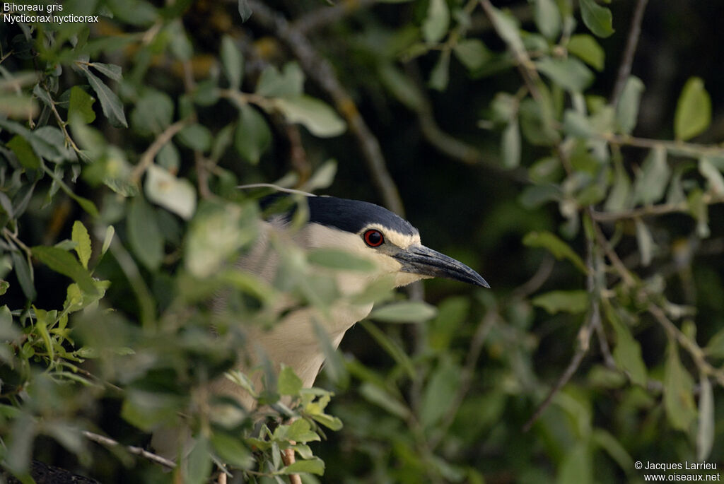 Black-crowned Night Heron