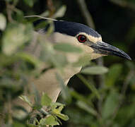 Black-crowned Night Heron