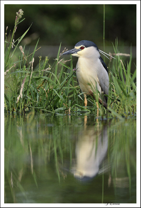 Black-crowned Night Heron