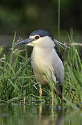 Black-crowned Night Heron