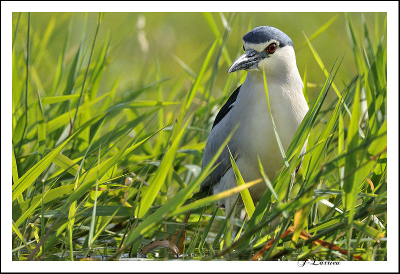 Black-crowned Night Heron