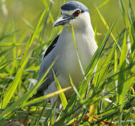 Black-crowned Night Heron