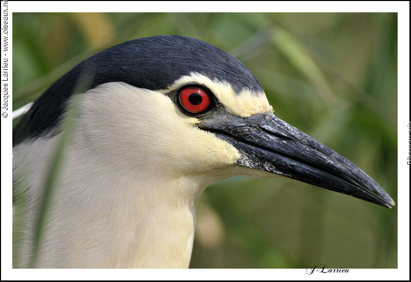 Black-crowned Night Heron