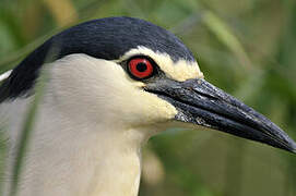 Black-crowned Night Heron