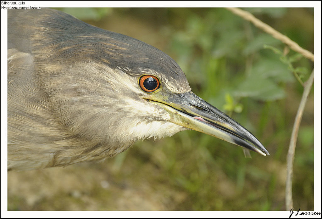 Black-crowned Night Heron