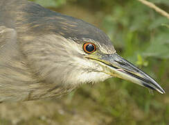 Black-crowned Night Heron