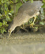 Black-crowned Night Heron