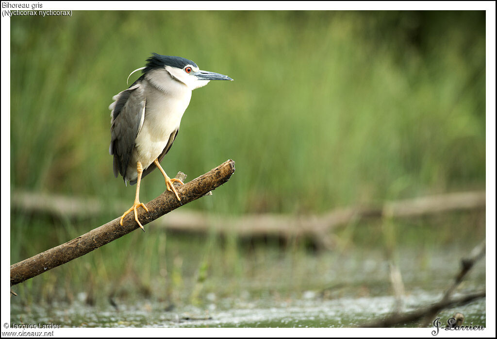 Black-crowned Night Heron