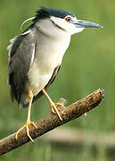 Black-crowned Night Heron