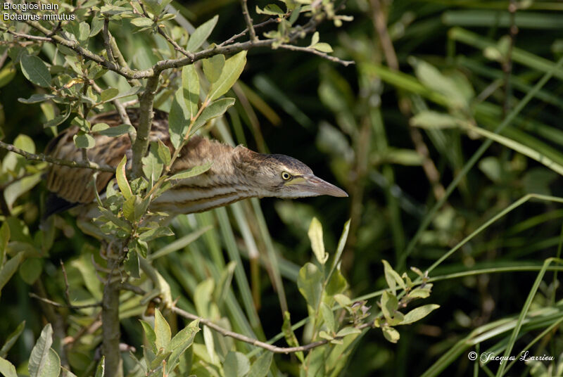 Little Bittern