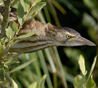 Little Bittern