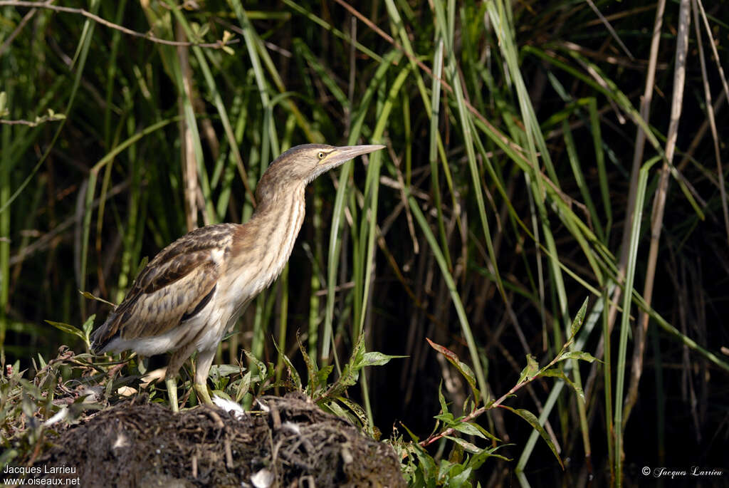 Little Bitternjuvenile, identification