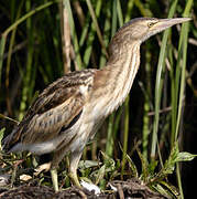 Little Bittern